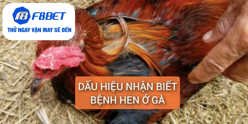 Dấu hiệu nhận biết bệnh hen ở gà