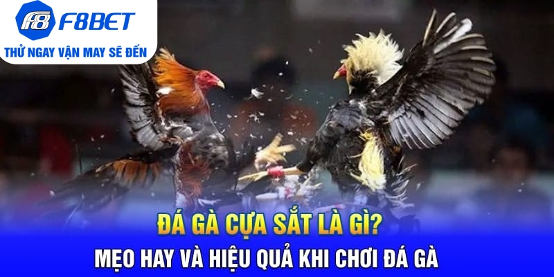 Đá gà cựa sắt